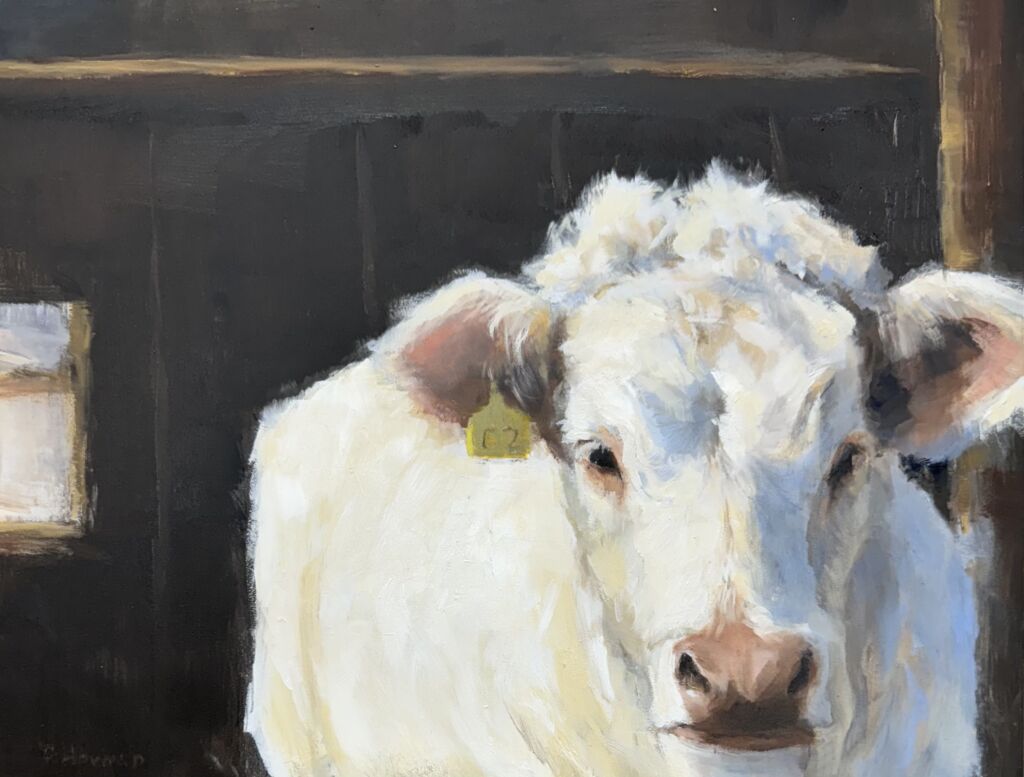Irish Charolais