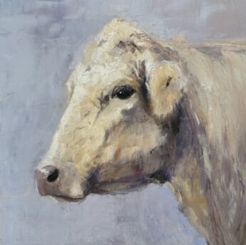 Irish Charolais Profile